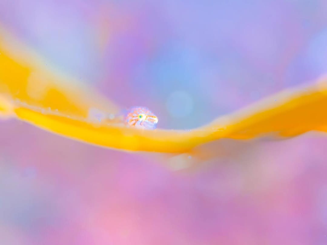 海洋実習の様子
