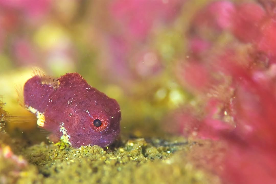 プール実習 海中の美しい生物